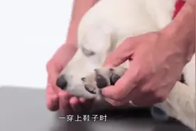 为什么一摸狗爪子，狗狗就会把爪子缩回去？今天终于明白了！