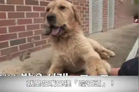 金毛咬着石头睡觉死活不放，原因让人神奇！视频封面