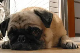 都说哈巴狗哈巴狗，哈巴狗到底是什么狗？图片