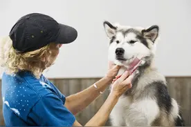 狗狗身上的皮屑是怎么产生的，我们怎么样才能清理干净图片