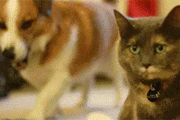 狗狗嘴贱咬了猫咪，然后整个狗生都是。。。图片