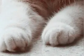 爪子与猫咪的一生，请不要再给猫咪修剪爪子了！图片
