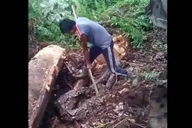 实拍男子抓住几百集大蟒蛇视频，看着瘆人！图片