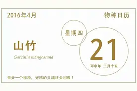 你吃过的山竹，都是母的图片