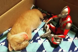一主人表示，奥特曼一点点陪伴着小奶猫长成了大怪兽图片