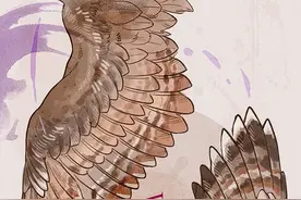 动漫翅膀、动物爪子的结构绘画参考图片