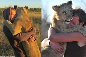 老外和狮子的亲密照片图片