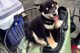 柴犬日记——我在日本买了只黑柴图片