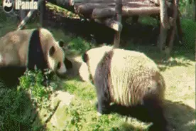 耍宝逗乐熊猫君的日常生活，骗吃骗喝追着饲养员图片