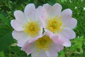 花名缫丝花、结果叫“刺梨”富含维C；属蔷薇科能滋补健身！图片