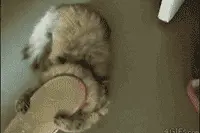 跟着我的节奏一起摇起来，对，就这样，右面的猫咪快起来图片