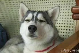 哈士奇被骗去洗澡，竟然哭了！图片