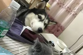 二哈和猫咪争宠，可爱的二哈竟做出这样的举动图片