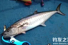 鲅鱼的习性及漂钓鲅鱼法技巧图片