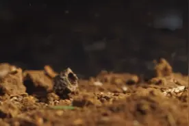 蜥蜴VS蜈蚣，鹿死谁手真是不好说视频封面