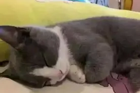 猫咪正在甜蜜的睡觉，主人觉得它姿势怪异，不久后被打脸视频封面