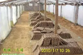 蝎子养殖蝎子养殖的夏季管理图片