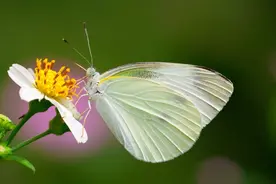著名填词人林夕被“打”脸图片
