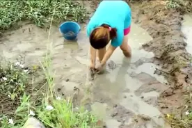 柬埔寨微胖媳妇泥巴里打滚摸鱼腿还是那麽白，这摸鱼姿势真有一手视频封面