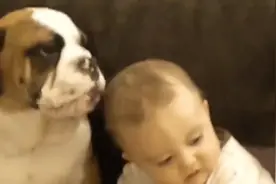 狗狗偷吻小主人，宝宝一脸无奈，我不要面子的嘛