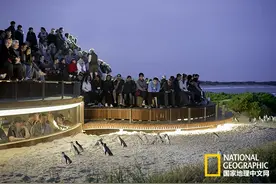 哪能看到世界上最小的企鹅？图片