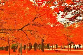雨露一首伤感情歌《飘零的秋叶》超级好听