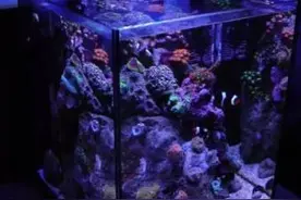 家里放一个鱼缸 客厅瞬间有了生气图片