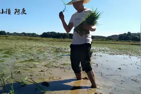 炎热的夏天，江西农村小伙这样抛秧，不知你们那是怎样插秧的