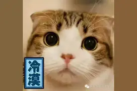 猫咪夜晚忙着拯救世界？看它们的活动轨迹三观都被刷新了~图片