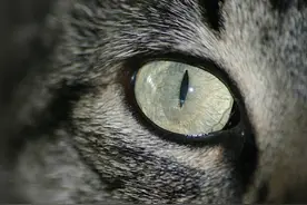 猫 之 瞳图片