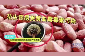 放久了的花生会产生黄曲霉素？专家说，这种毒素致癌性最强！