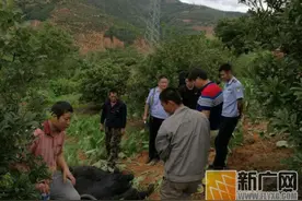 石屏一发狂牦牛见人就顶 被民警果断击毙图片