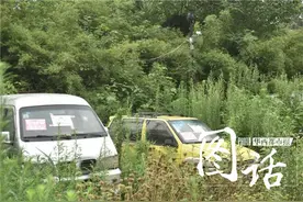 我伙呆！成都三环植物大战僵尸车：草长得比车高图片