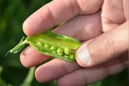 植物也会思考 研究称豌豆可独立做出决定图片