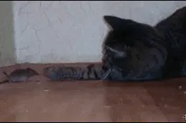 本猫今日传授你三个捕猎技巧：捕鼠、捕鱼、捕鸟图片