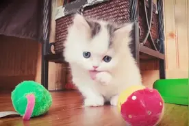 爱干净的小猫吃完饭之后舔爪子，好可爱