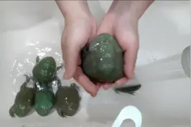 手洗宠物蛙，哈哈哈越洗越胖！