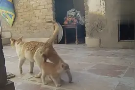 萌宠：猫妈妈找到走失的猫娃，跟拍猫妈妈如何一路带猫娃回家！视频封面