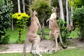 这个小东西在澳洲可是拳王袋鼠的天敌哦！视频封面