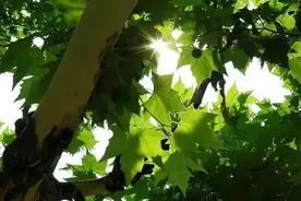 古文探奇梧桐 | 李渔图片