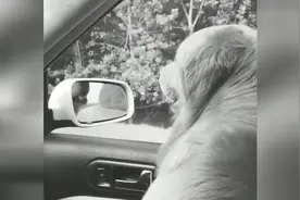 牛牛玩失踪，王子做了错事，伤害了牛哥的心，看得眼泪掉下来了