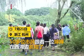 杭州知了多到成灾，绿化站请来大妈高手教市民学抓知了视频封面