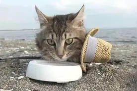 猫咪潮装打扮，萌翻了网友，网友：好想组团去偷猫