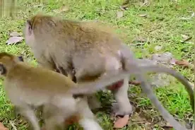 母猴每次要走路之前，都会将小猴倒吊起来抓住自己视频封面