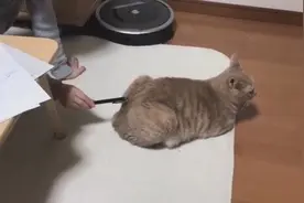 听人说猫咪屁股上是存在隐藏开关的，今天我来试一试，果然不假！视频封面