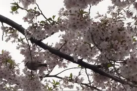 满开樱花千八百，自在闲游璨山海 （函馆-登别-小樽的背包游）图片