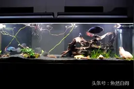 黑底砂沉木造景 玉面皇冠 地图鱼 银板鱼和女王大帆混养视频封面