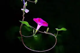 美文美图牵牛花 | 叶圣陶图片