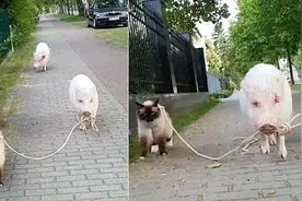 爆笑!德国街头上演猪牵猫悠闲散步场景图片