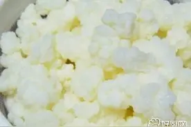 雪莲菌是什么图片